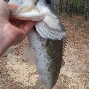 Meet your Posher, Skyler